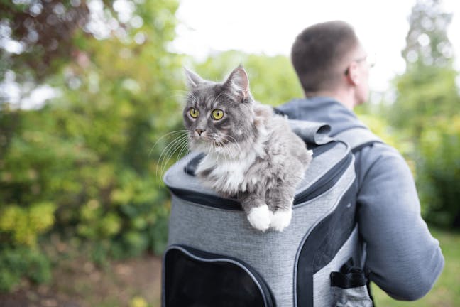 How to Train Your Cat to Ride in a Cat Backpack